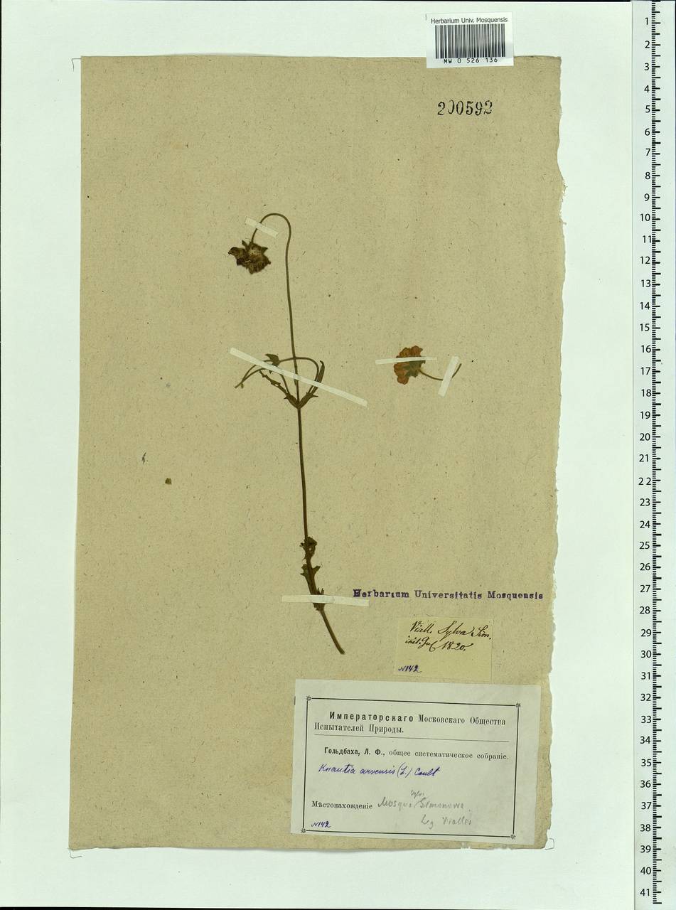 Knautia arvensis (L.) Coult., Eastern Europe, Moscow region (E4a) (Russia)