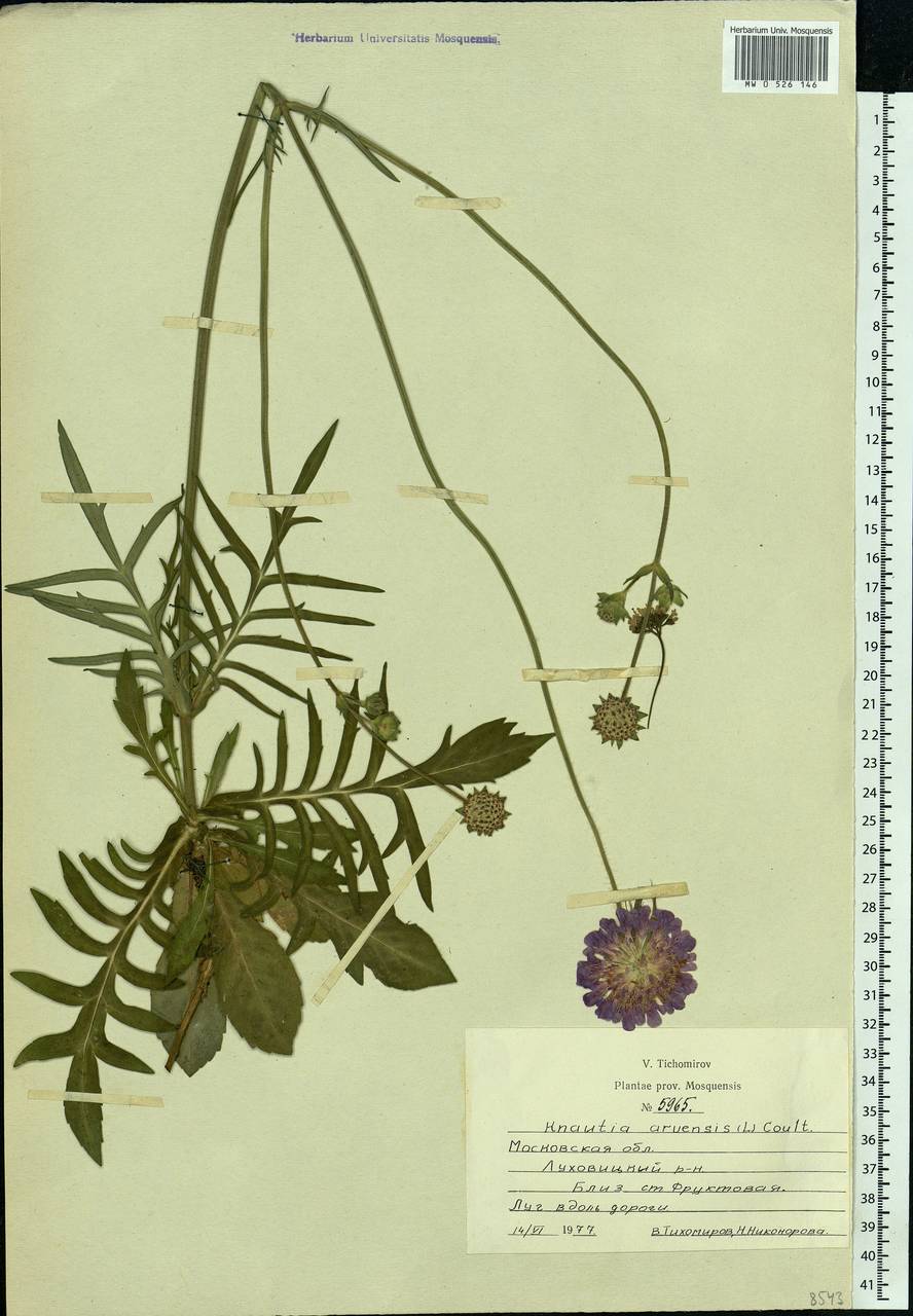 Knautia arvensis (L.) Coult., Eastern Europe, Moscow region (E4a) (Russia)