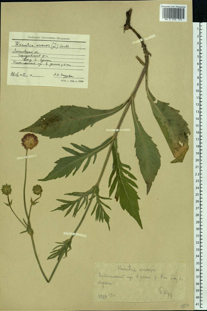 Knautia arvensis (L.) Coult., Eastern Europe, Moscow region (E4a) (Russia)