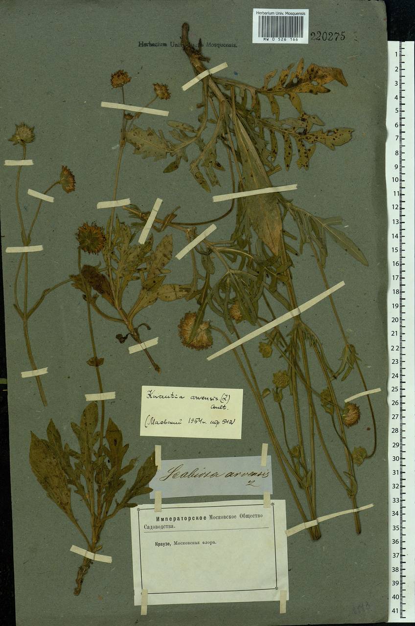 Knautia arvensis (L.) Coult., Eastern Europe, Moscow region (E4a) (Russia)