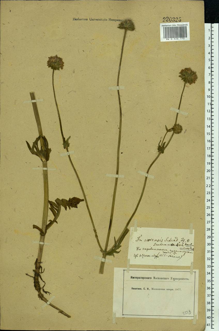 Knautia arvensis (L.) Coult., Eastern Europe, Moscow region (E4a) (Russia)