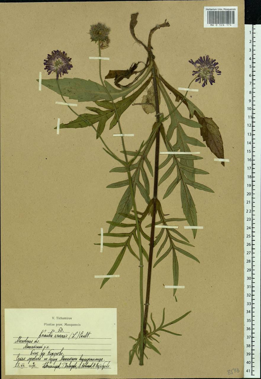 Knautia arvensis (L.) Coult., Eastern Europe, Moscow region (E4a) (Russia)