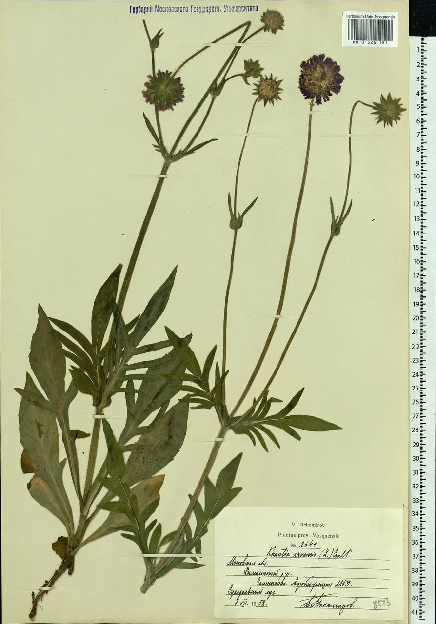 Knautia arvensis (L.) Coult., Eastern Europe, Moscow region (E4a) (Russia)