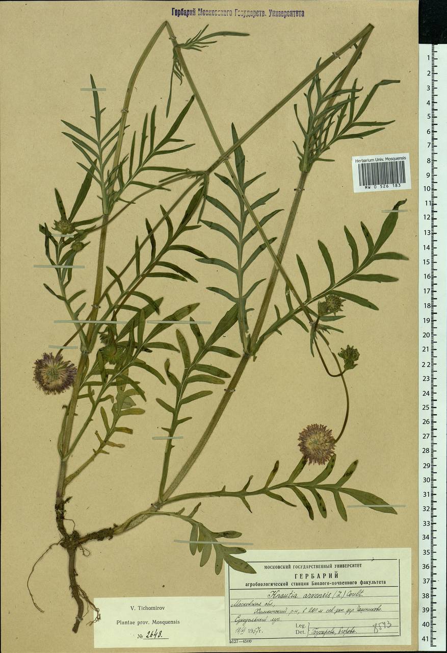 Knautia arvensis (L.) Coult., Eastern Europe, Moscow region (E4a) (Russia)