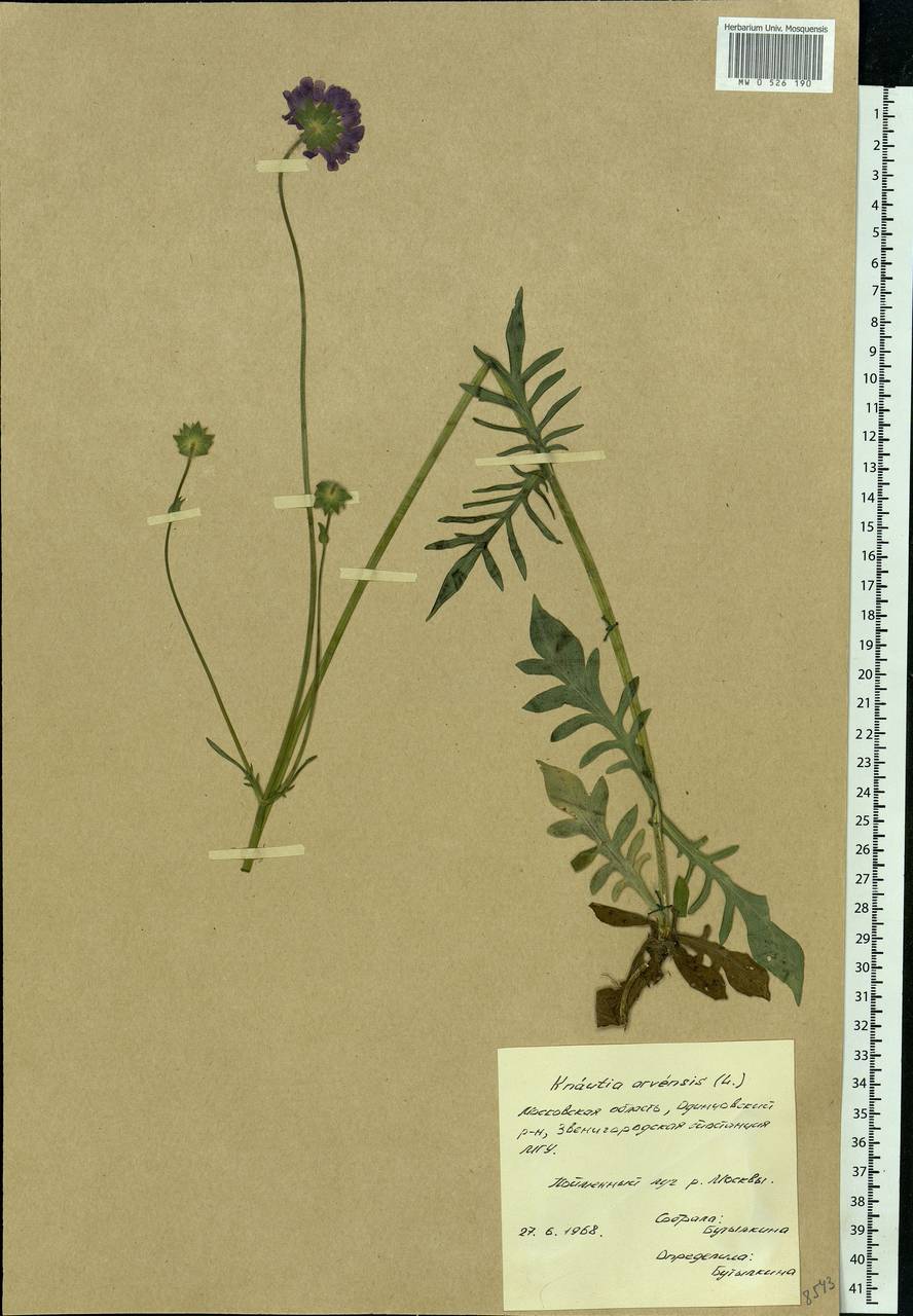 Knautia arvensis (L.) Coult., Eastern Europe, Moscow region (E4a) (Russia)