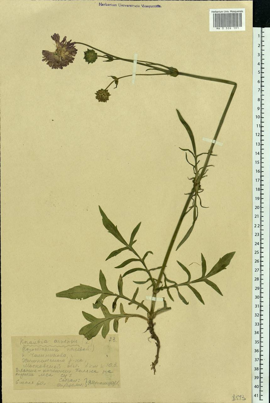 Knautia arvensis (L.) Coult., Eastern Europe, Moscow region (E4a) (Russia)
