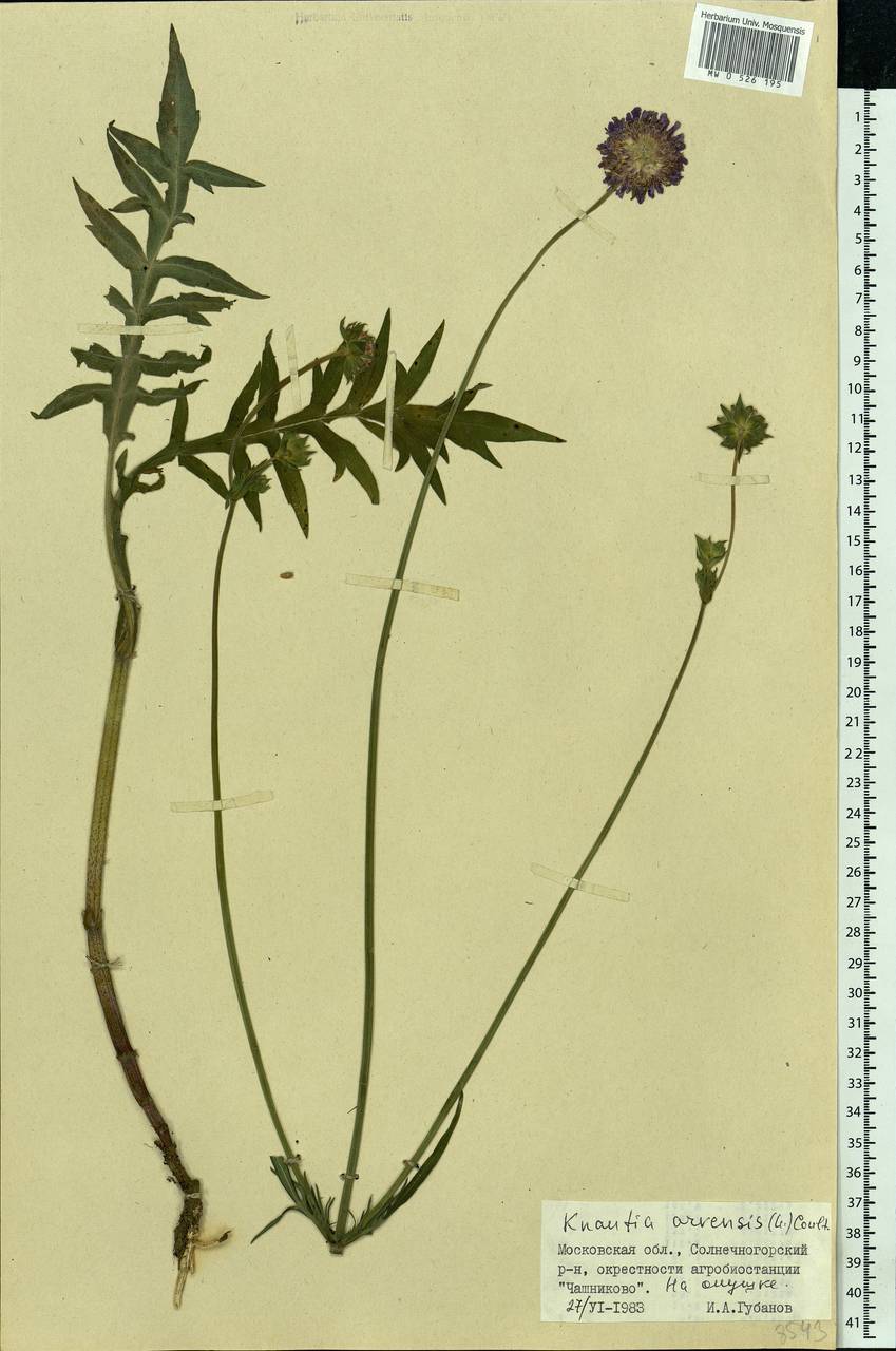 Knautia arvensis (L.) Coult., Eastern Europe, Moscow region (E4a) (Russia)