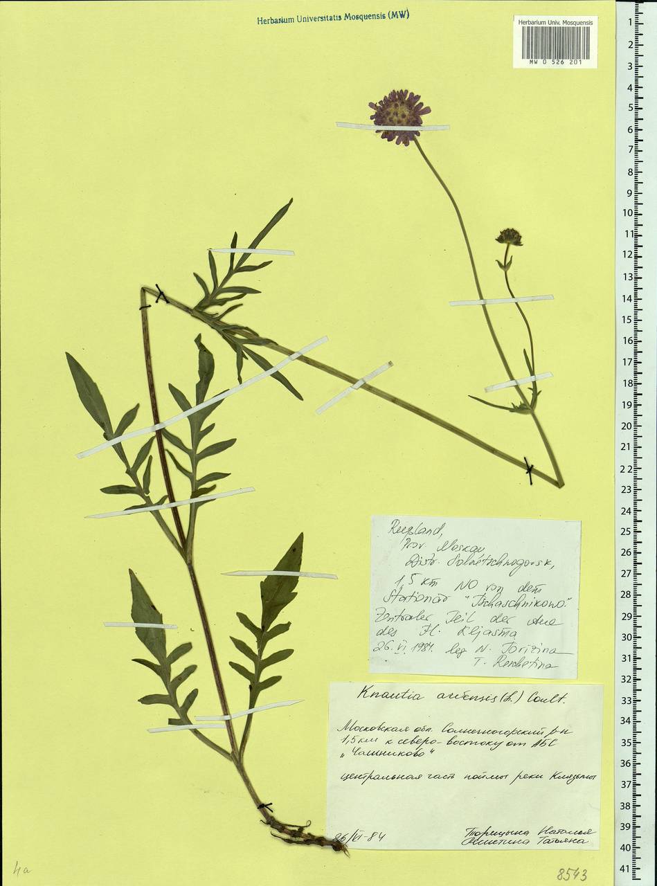 Knautia arvensis (L.) Coult., Eastern Europe, Moscow region (E4a) (Russia)