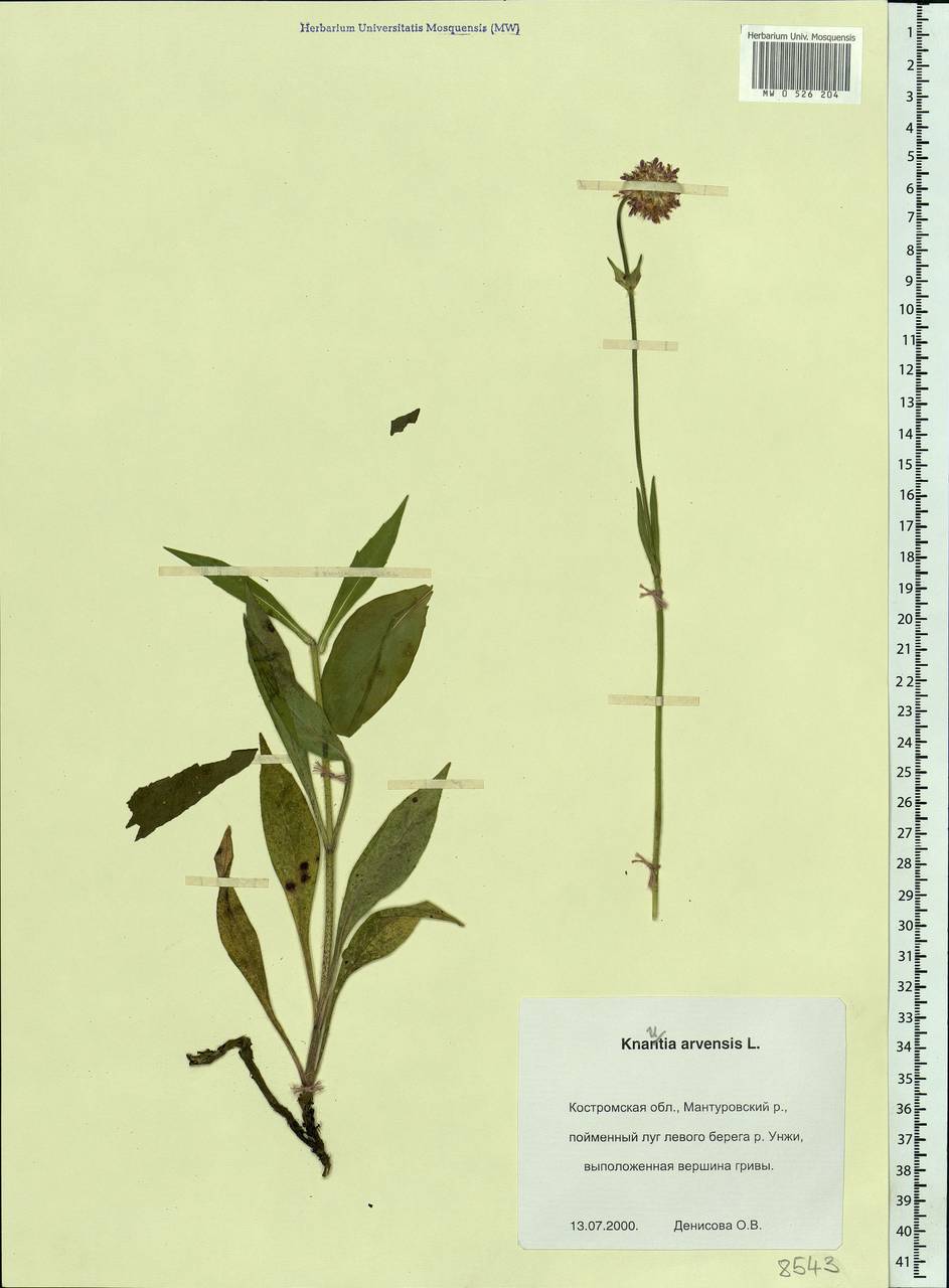 Knautia arvensis (L.) Coult., Eastern Europe, Central forest region (E5) (Russia)