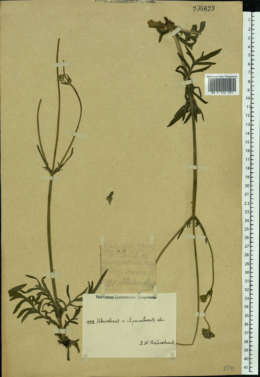 Knautia arvensis (L.) Coult., Eastern Europe, Western region (E3) (Russia)