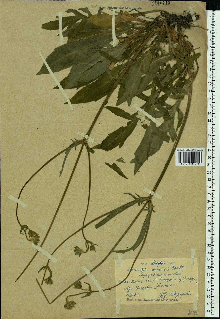 Knautia arvensis (L.) Coult., Eastern Europe, Central forest region (E5) (Russia)