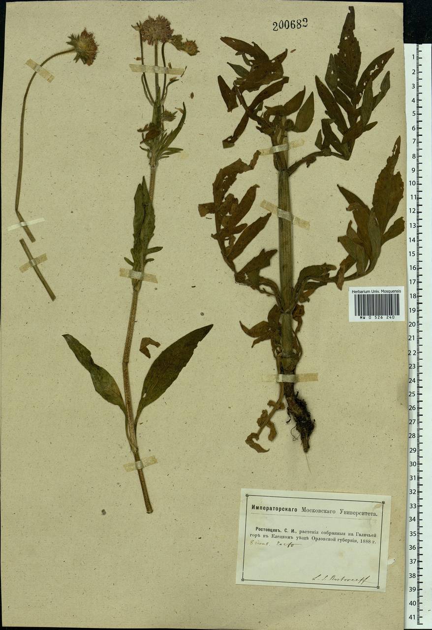 Knautia arvensis (L.) Coult., Eastern Europe, Central forest-and-steppe region (E6) (Russia)