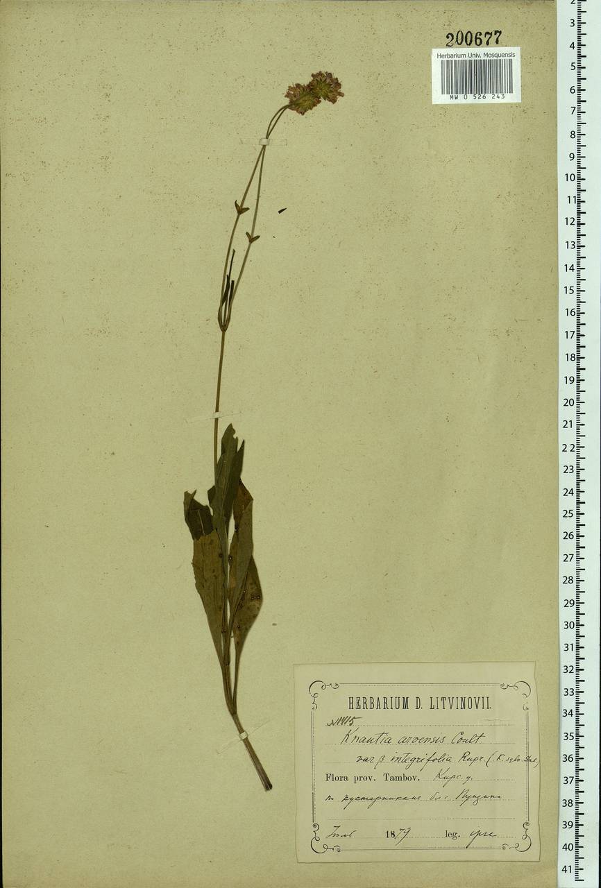Knautia arvensis (L.) Coult., Eastern Europe, Central forest-and-steppe region (E6) (Russia)