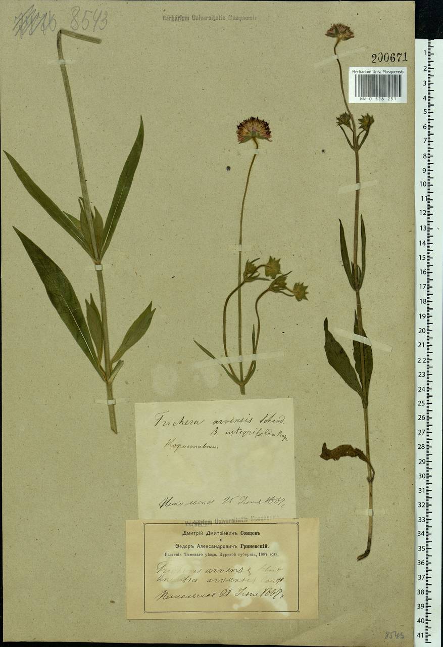 Knautia arvensis (L.) Coult., Eastern Europe, Central forest-and-steppe region (E6) (Russia)