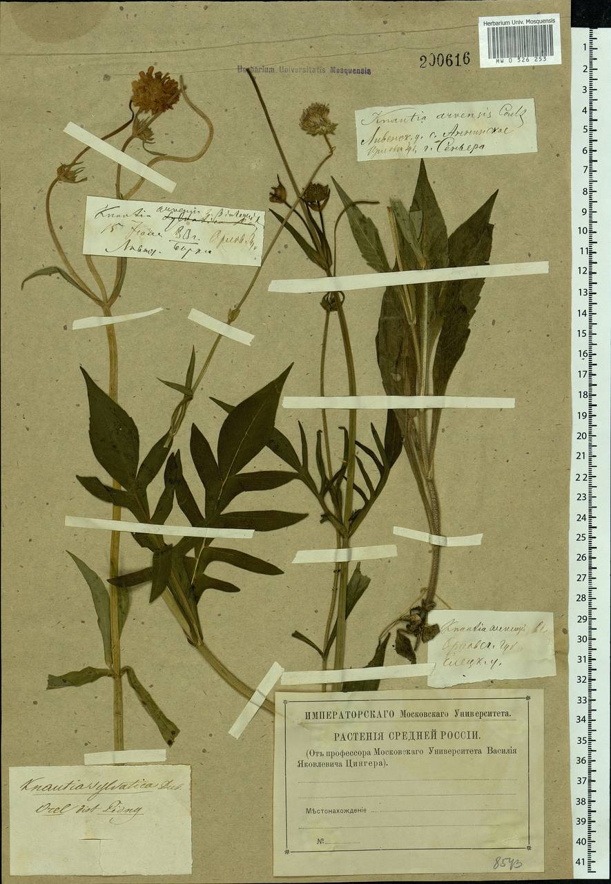 Knautia arvensis (L.) Coult., Eastern Europe, Central forest-and-steppe region (E6) (Russia)