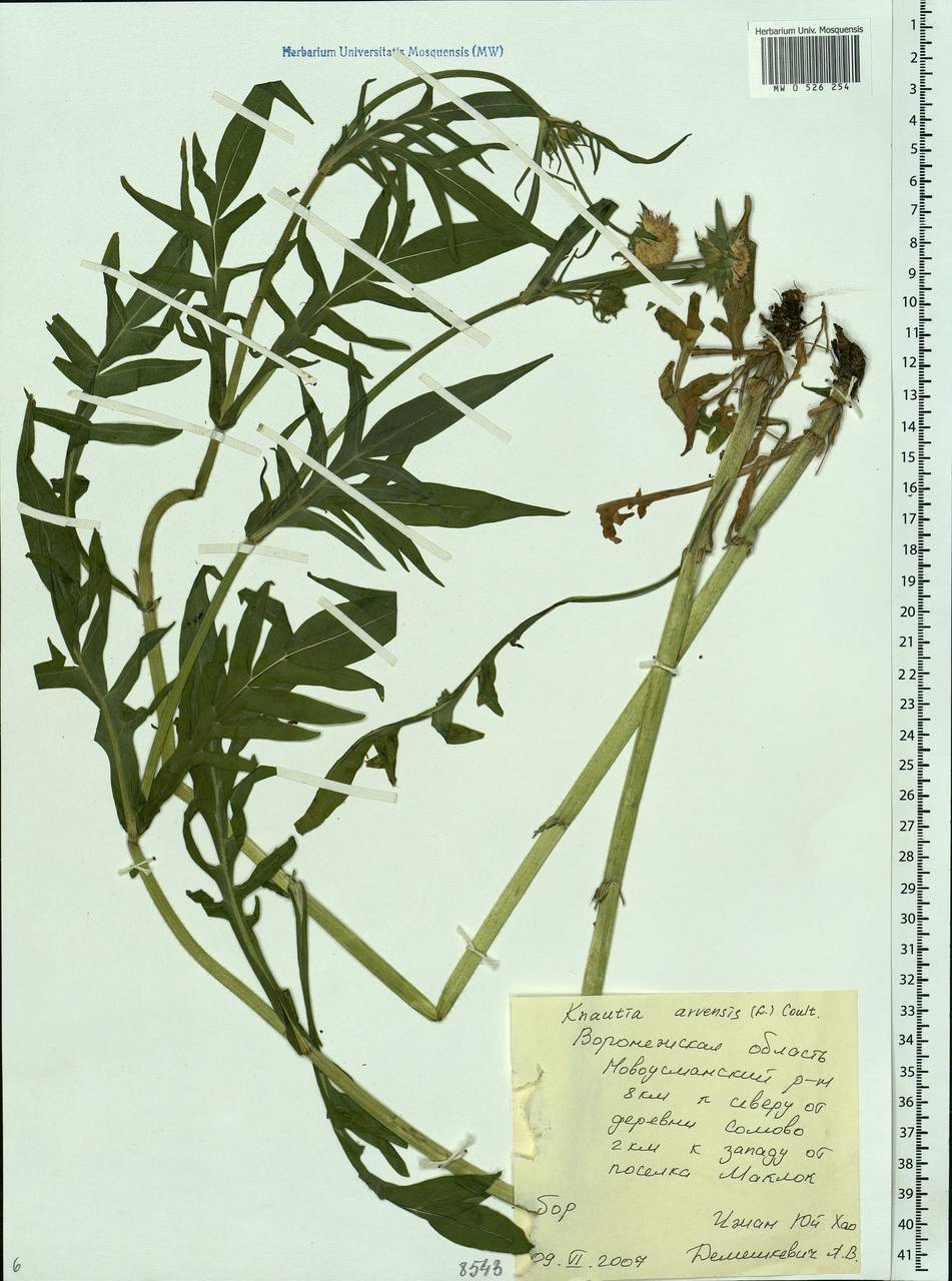 Knautia arvensis (L.) Coult., Eastern Europe, Central forest-and-steppe region (E6) (Russia)