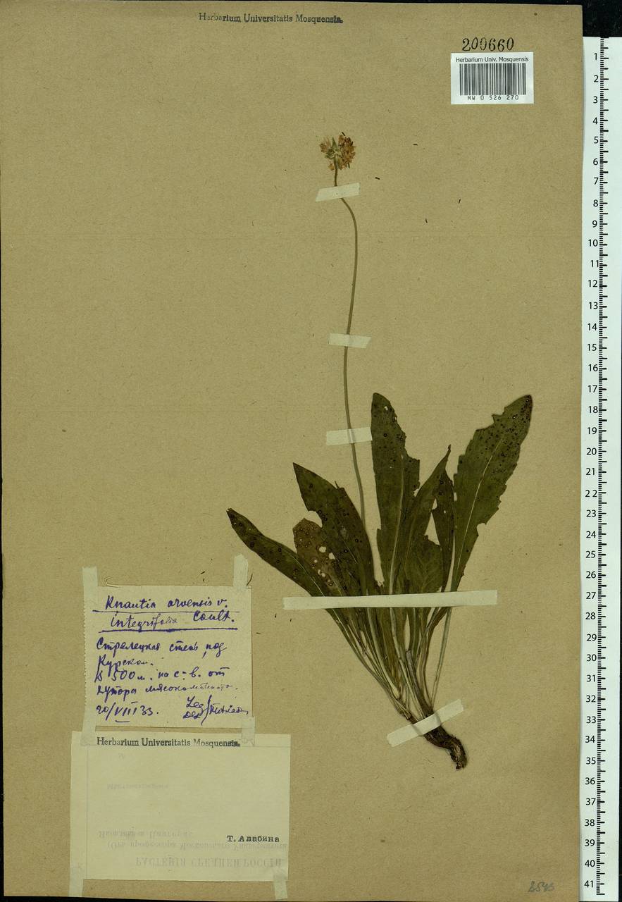 Knautia arvensis (L.) Coult., Eastern Europe, Central forest-and-steppe region (E6) (Russia)