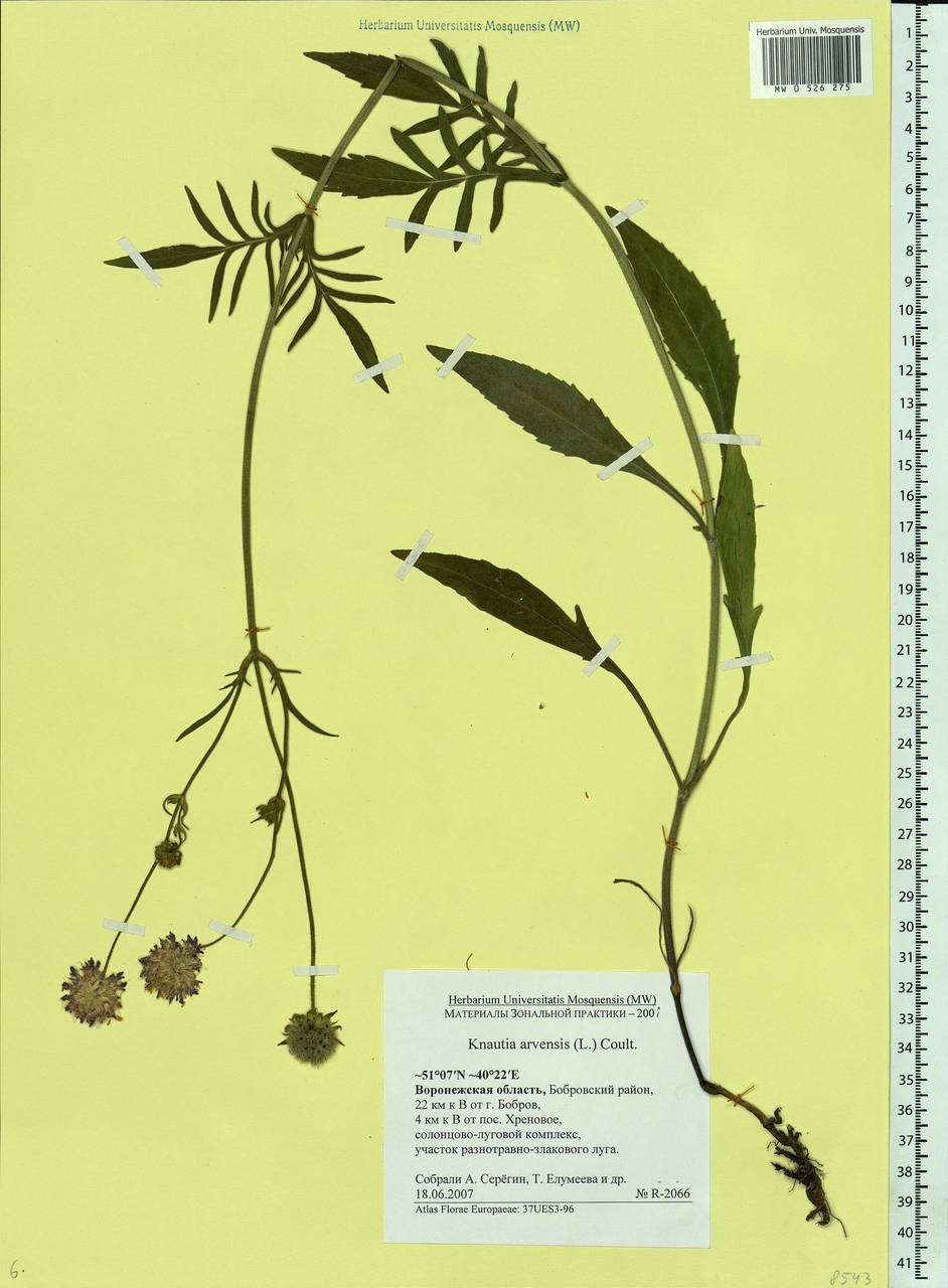 Knautia arvensis (L.) Coult., Eastern Europe, Central forest-and-steppe region (E6) (Russia)