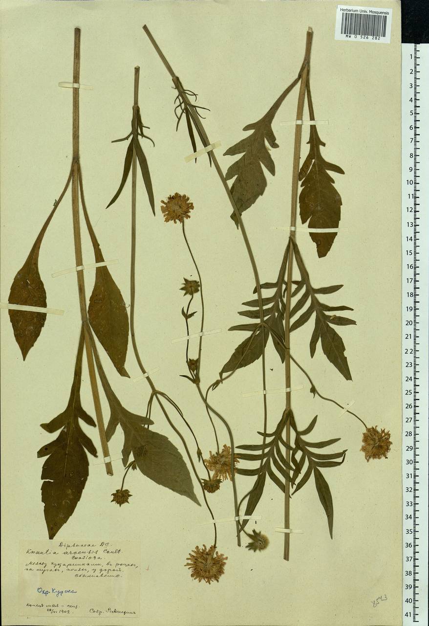 Knautia arvensis (L.) Coult., Eastern Europe, Central forest-and-steppe region (E6) (Russia)