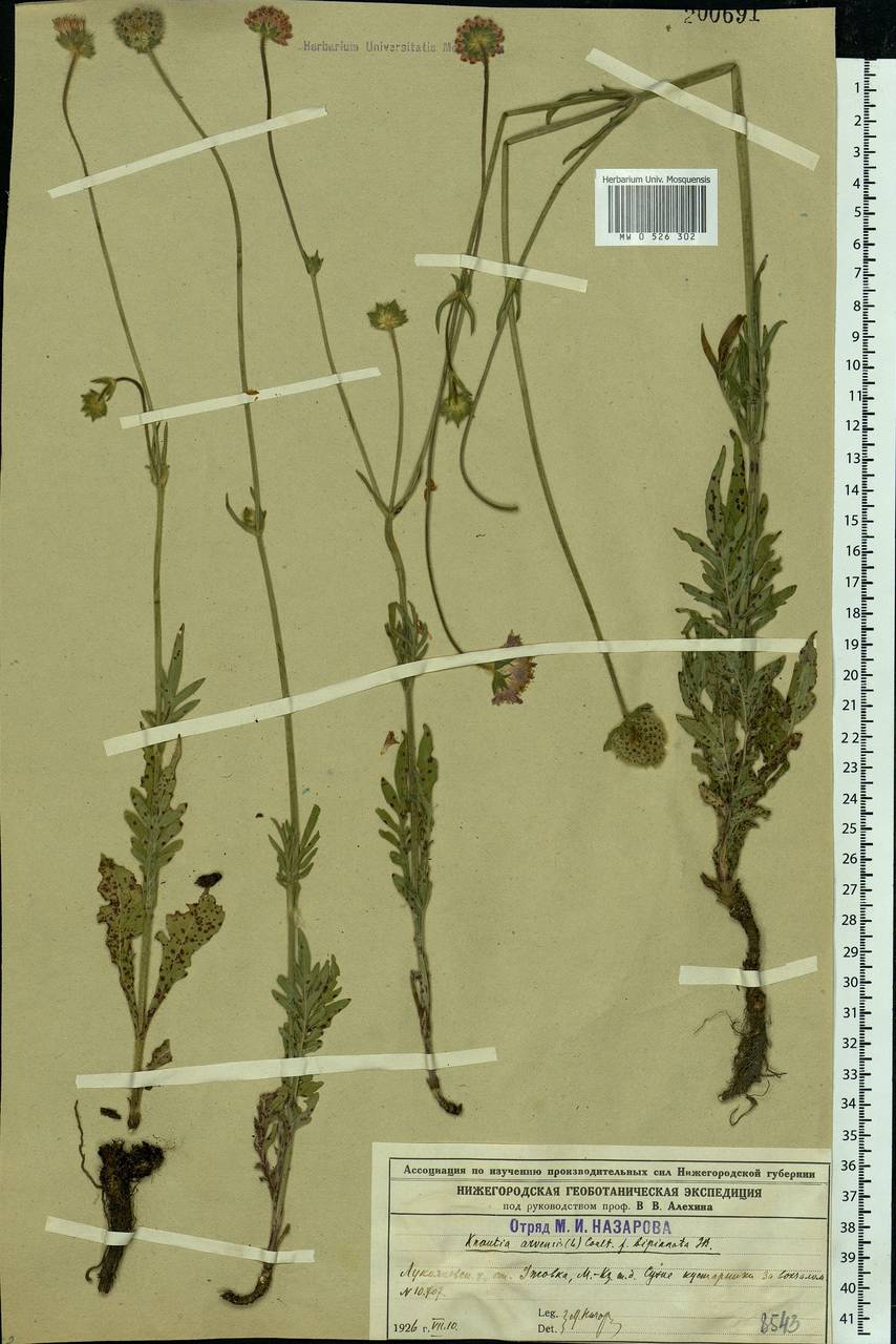 Knautia arvensis (L.) Coult., Eastern Europe, Volga-Kama region (E7) (Russia)