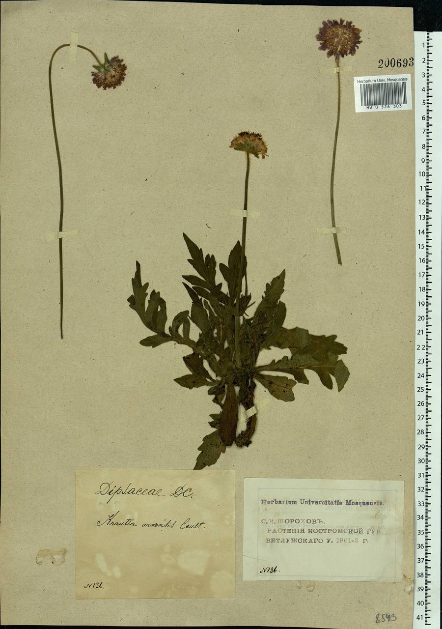 Knautia arvensis (L.) Coult., Eastern Europe, Volga-Kama region (E7) (Russia)