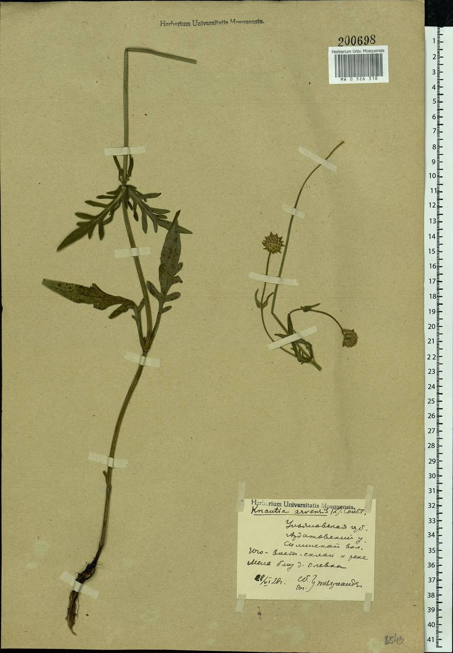 Knautia arvensis (L.) Coult., Eastern Europe, Middle Volga region (E8) (Russia)