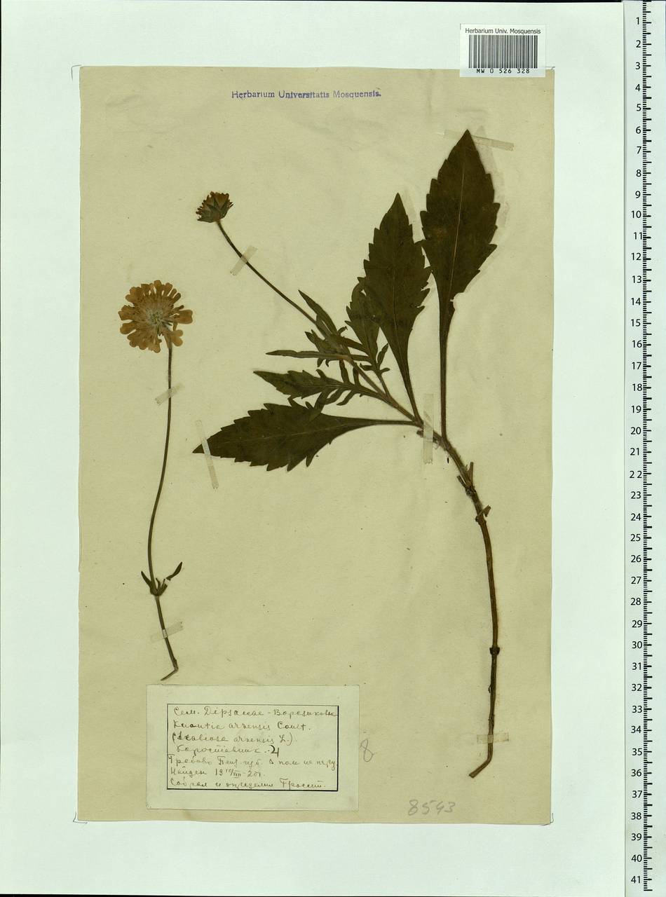 Knautia arvensis (L.) Coult., Eastern Europe, Middle Volga region (E8) (Russia)