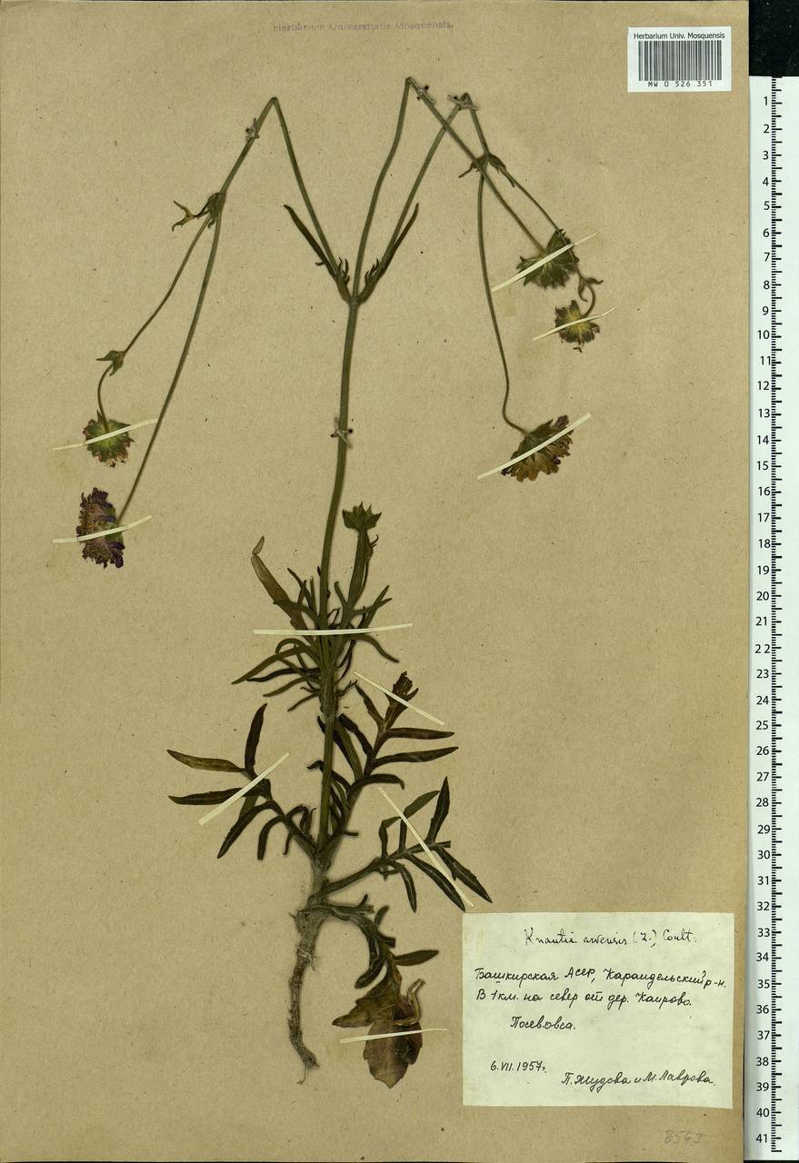 Knautia arvensis (L.) Coult., Eastern Europe, Eastern region (E10) (Russia)