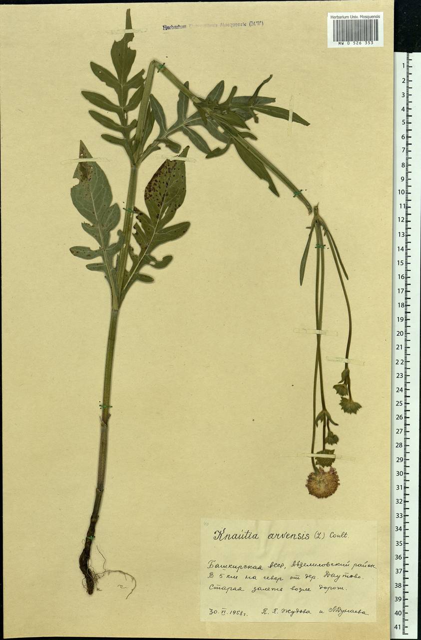 Knautia arvensis (L.) Coult., Eastern Europe, Eastern region (E10) (Russia)