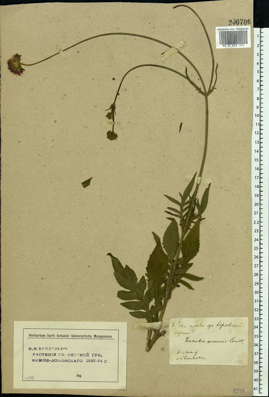 Knautia arvensis (L.) Coult., Eastern Europe, Middle Volga region (E8) (Russia)