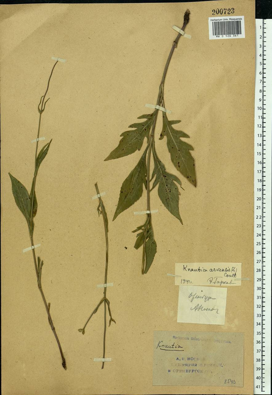 Knautia arvensis (L.) Coult., Eastern Europe, Eastern region (E10) (Russia)