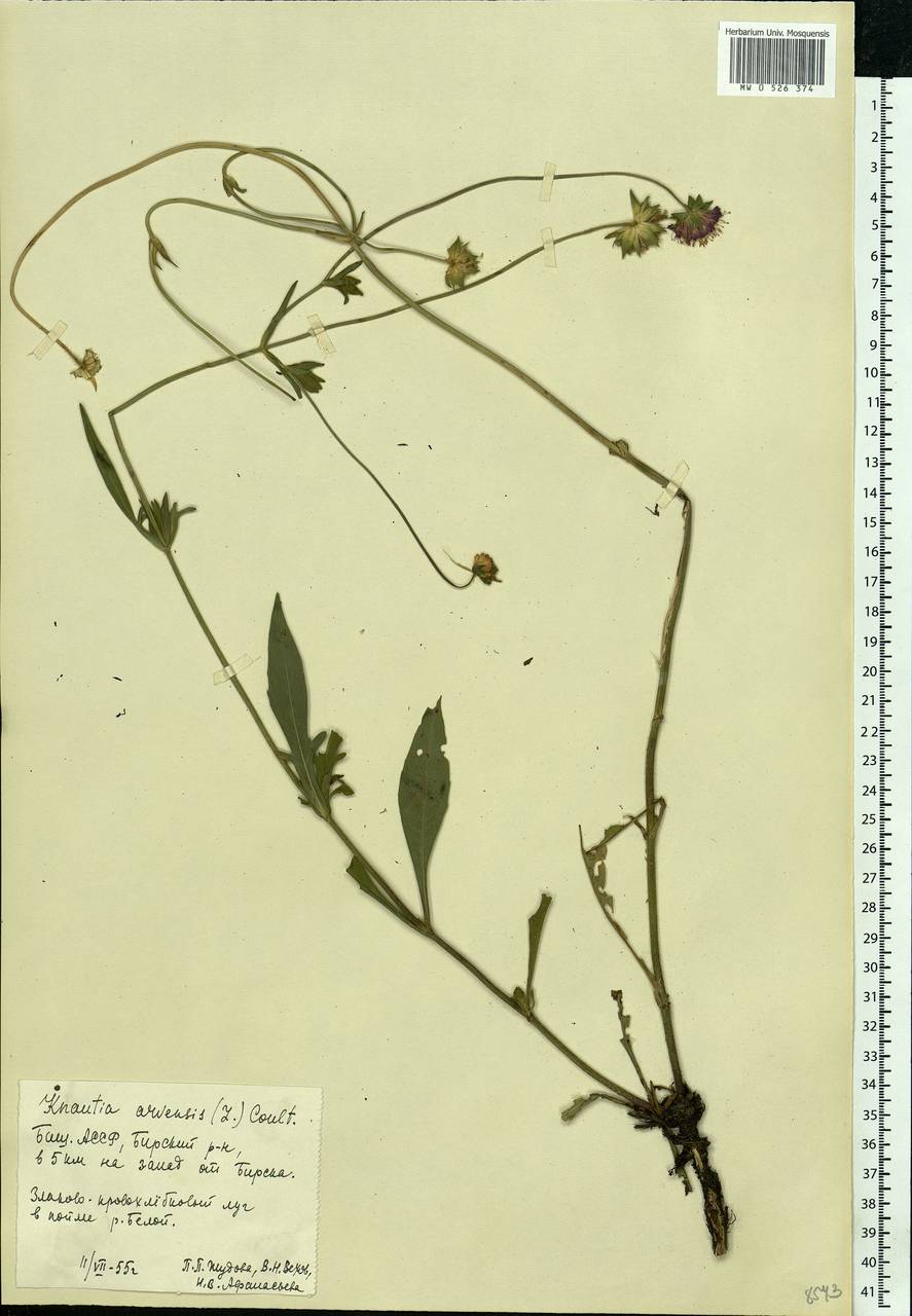 Knautia arvensis (L.) Coult., Eastern Europe, Eastern region (E10) (Russia)