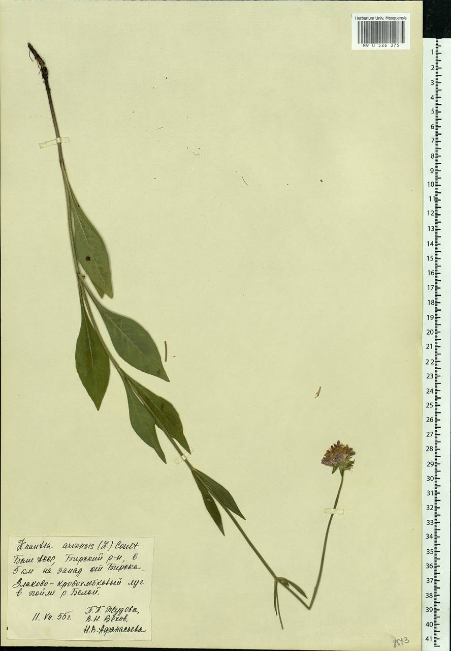 Knautia arvensis (L.) Coult., Eastern Europe, Eastern region (E10) (Russia)