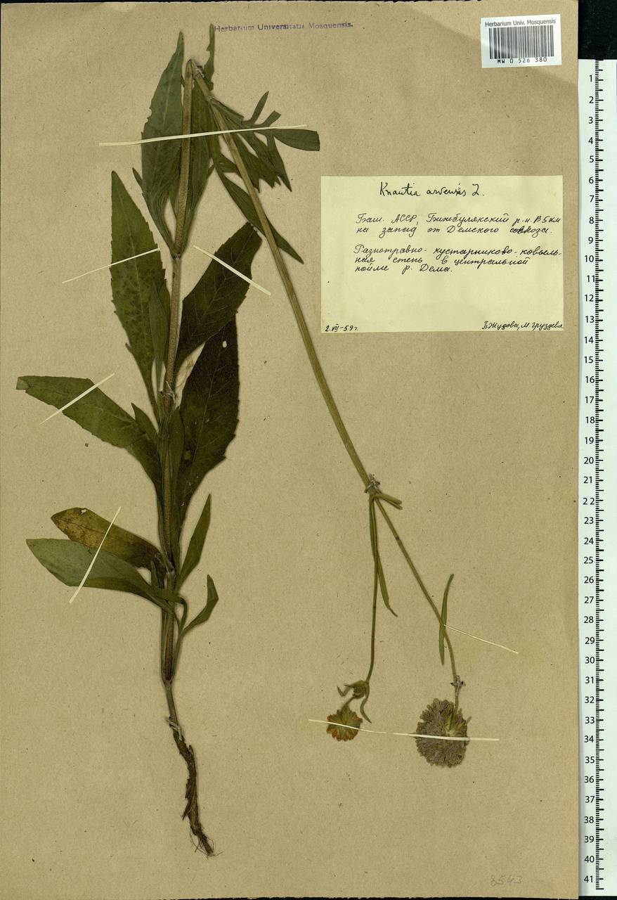 Knautia arvensis (L.) Coult., Eastern Europe, Eastern region (E10) (Russia)