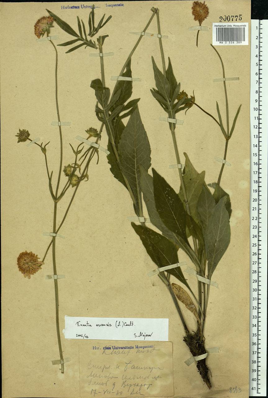 Knautia arvensis (L.) Coult., Eastern Europe, Eastern region (E10) (Russia)