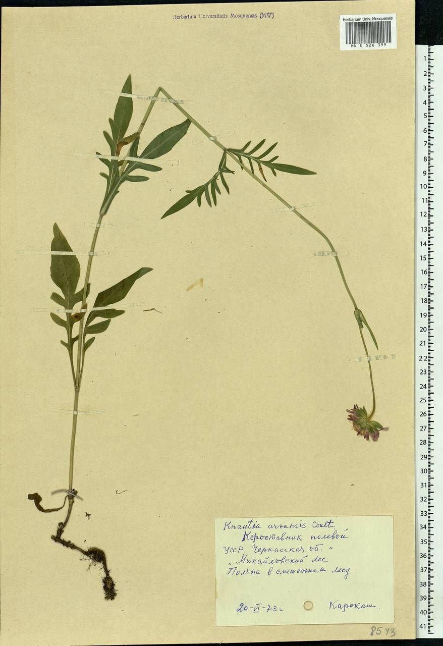 Knautia arvensis (L.) Coult., Eastern Europe, South Ukrainian region (E12) (Ukraine)