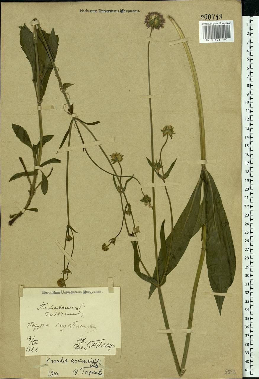 Knautia arvensis (L.) Coult., Eastern Europe, North Ukrainian region (E11) (Ukraine)