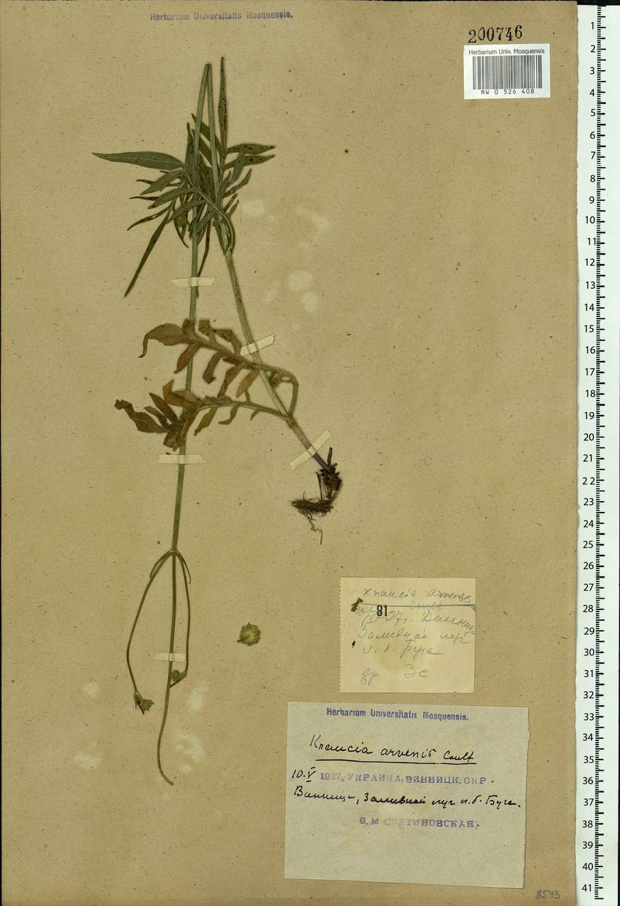 Knautia arvensis (L.) Coult., Eastern Europe, South Ukrainian region (E12) (Ukraine)