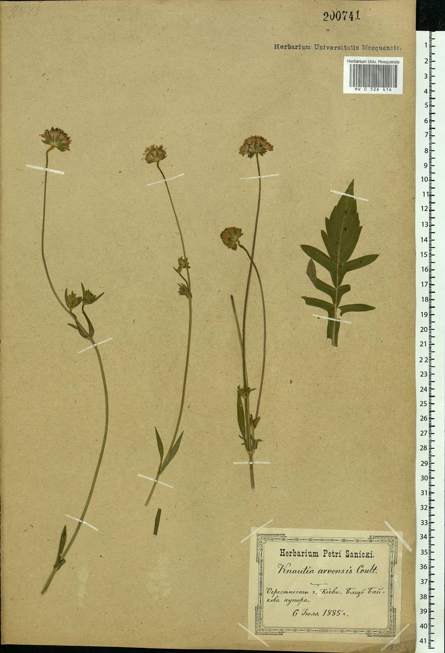 Knautia arvensis (L.) Coult., Eastern Europe, North Ukrainian region (E11) (Ukraine)