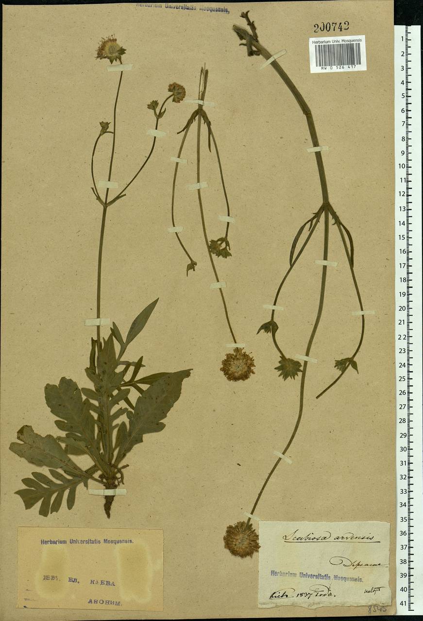 Knautia arvensis (L.) Coult., Eastern Europe, North Ukrainian region (E11) (Ukraine)