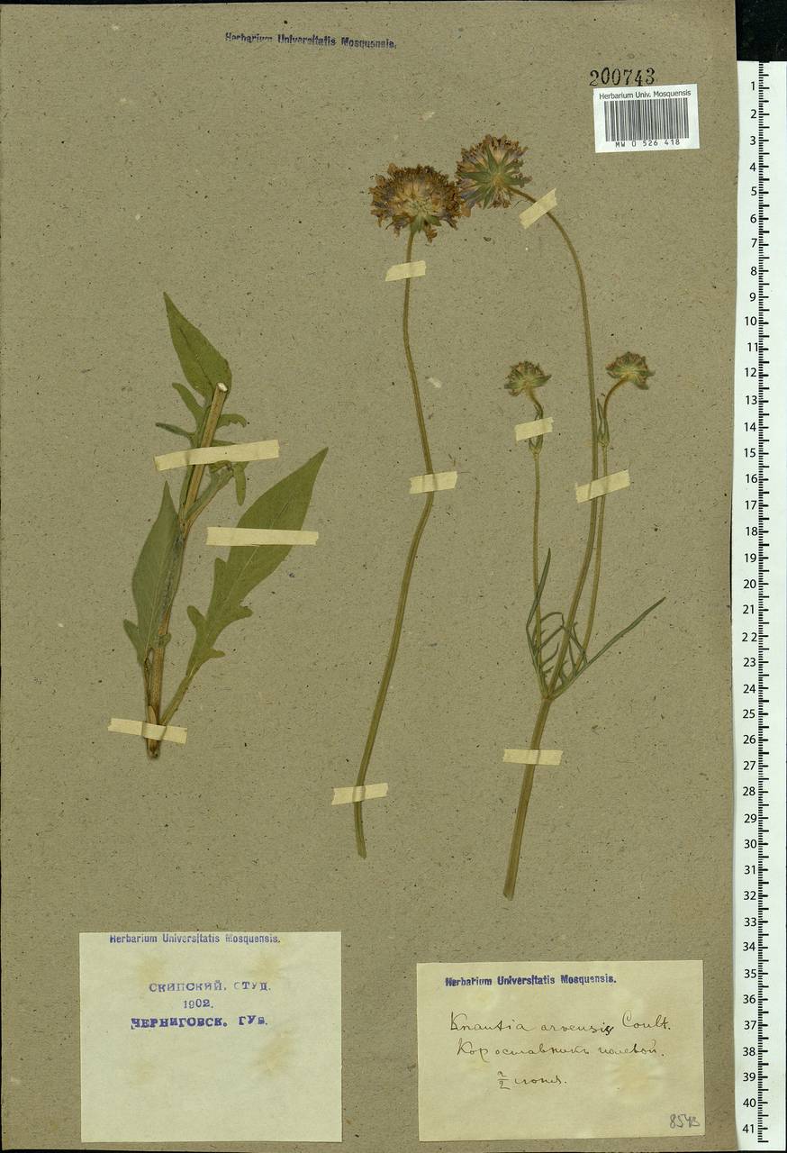 Knautia arvensis (L.) Coult., Eastern Europe, North Ukrainian region (E11) (Ukraine)