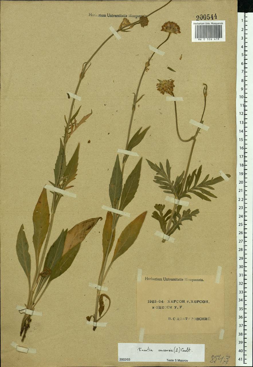 Knautia arvensis (L.) Coult., Eastern Europe, South Ukrainian region (E12) (Ukraine)