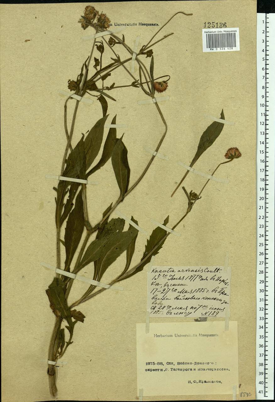 Knautia arvensis (L.) Coult., Eastern Europe, Rostov Oblast (E12a) (Russia)