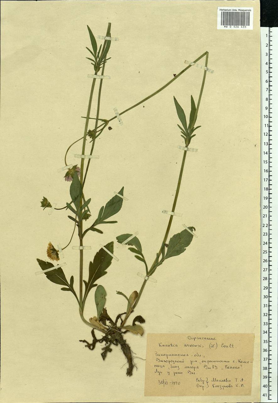 Knautia arvensis (L.) Coult., Eastern Europe, West Ukrainian region (E13) (Ukraine)
