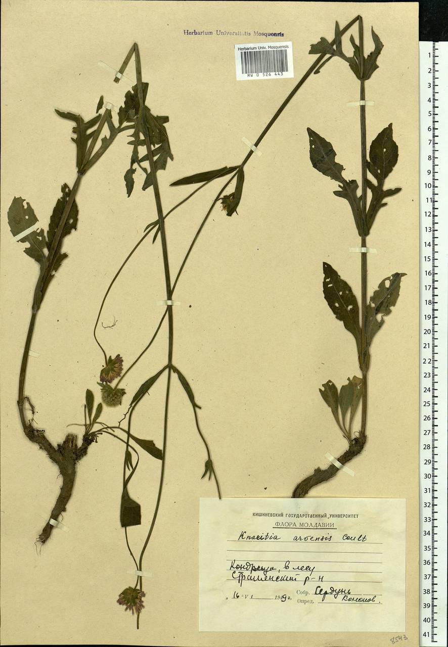 Knautia arvensis (L.) Coult., Eastern Europe, Moldova (E13a) (Moldova)