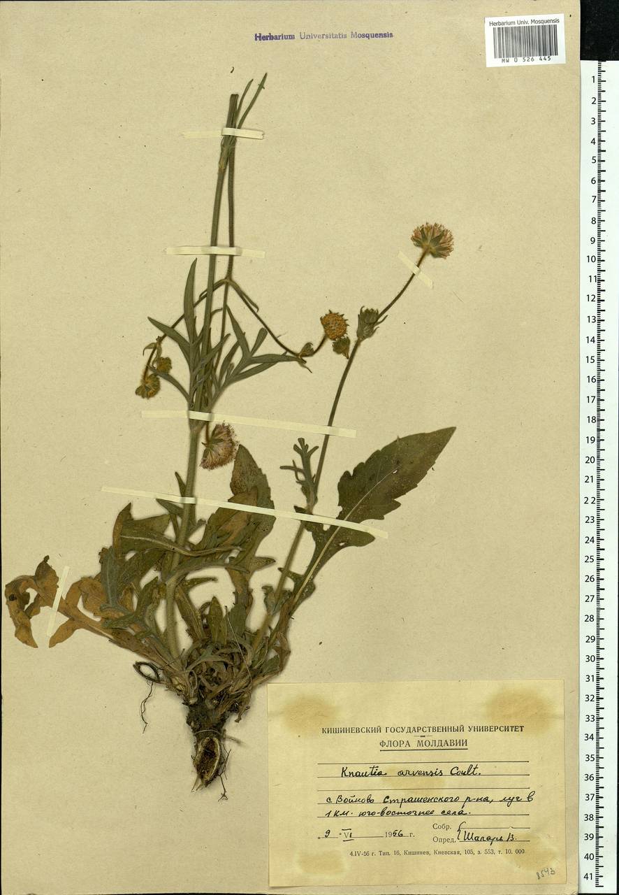 Knautia arvensis (L.) Coult., Eastern Europe, Moldova (E13a) (Moldova)