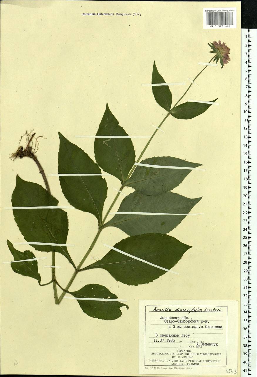 Knautia dipsacifolia (Host) Kreutzer, Eastern Europe, West Ukrainian region (E13) (Ukraine)