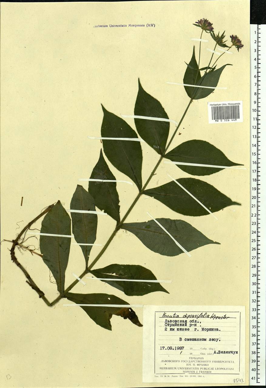 Knautia dipsacifolia (Host) Kreutzer, Eastern Europe, West Ukrainian region (E13) (Ukraine)