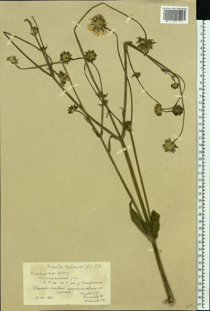 Knautia tatarica (L.) Szabó, Eastern Europe, Eastern region (E10) (Russia)