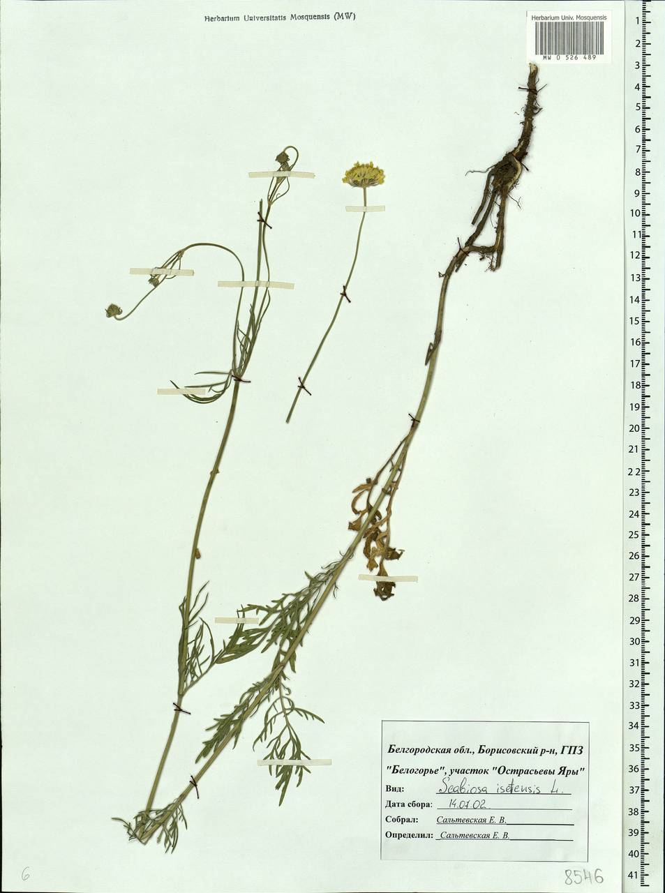 Lomelosia isetensis (L.) Soják, Eastern Europe, Central forest-and-steppe region (E6) (Russia)